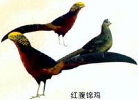 �츹����